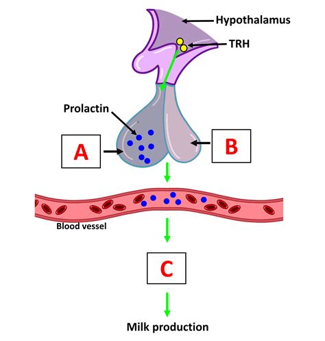 trh prolactin